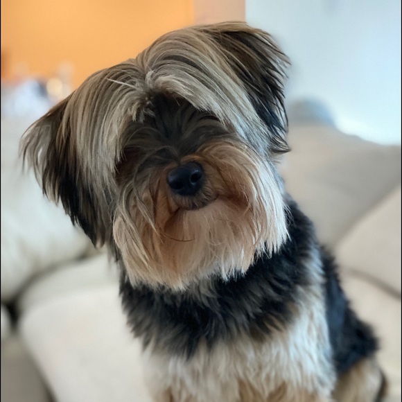 Meet your Posher, Amir - Picture 1 of 1